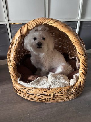Cama para perro tipo cesta