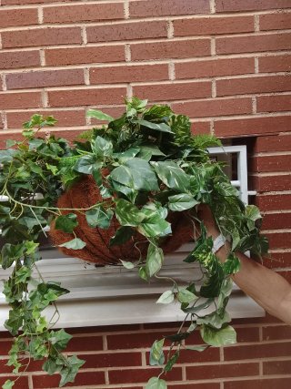 Conjunto Plantas Artificiales Colgantes y de suelo