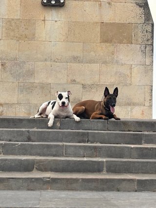 EDUCACIÓN CANINA – REEDUCADOG