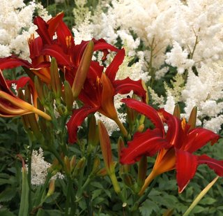 3 Piante daylily Hemerocallis Crimson Pirate Rosse