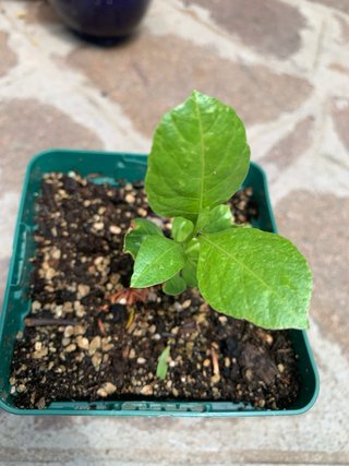 Piantina Baobab - Adansonia Digitata