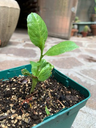 Piantina Baobab - Adansonia Digitata