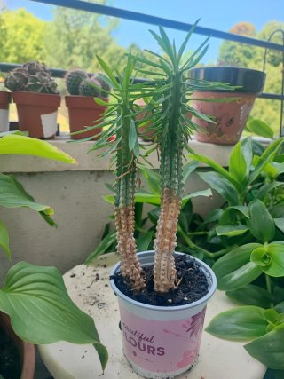 2 PLANTAS EURPHOBIA LORICATA