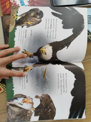 Lote de 19 libros en ingles infantiles: 5-14 años