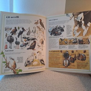 libro animali