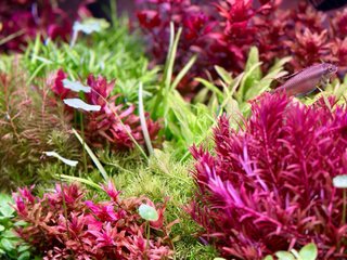 Lote de 10+2 plantas de acuario variadas