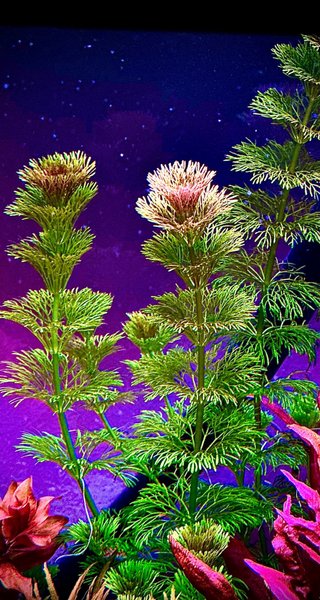 Lote de 10+2 plantas de acuario variadas