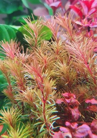 Lote de 10+2 plantas de acuario variadas