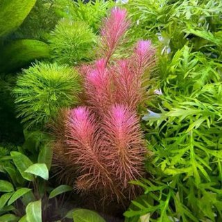 Lote de 10+2 plantas de acuario variadas