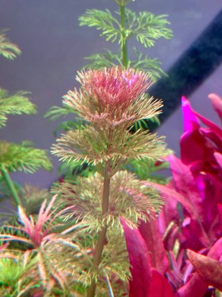 Lote de 10+2 plantas de acuario variadas