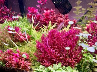 Lote de 10+2 plantas de acuario variadas
