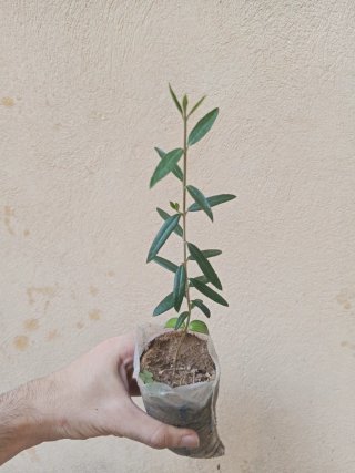 Due Piantine di Olivo Selvatico