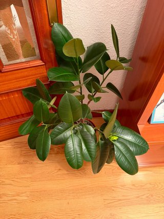 Ficus elástica