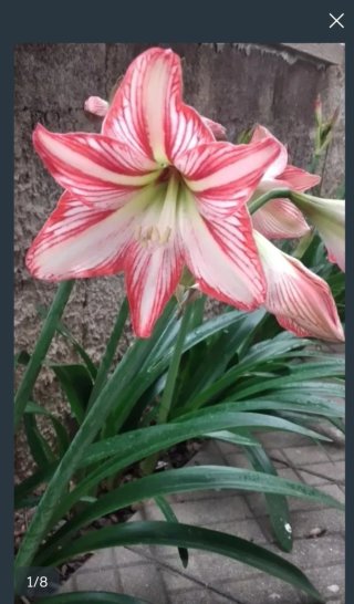 10 Bulbi Amaryllis / Giglio
