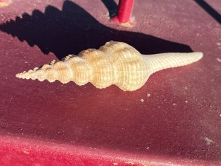 Conchiglia Fusinus Colus Ghana 14cm