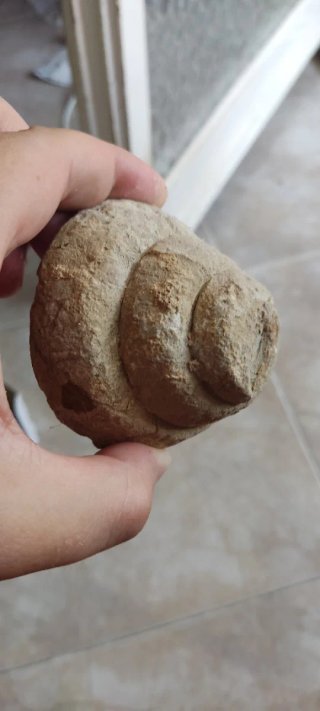 Fósil de caracola