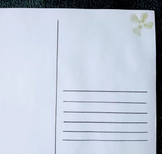 Tarjetas postales: pájaros y flores