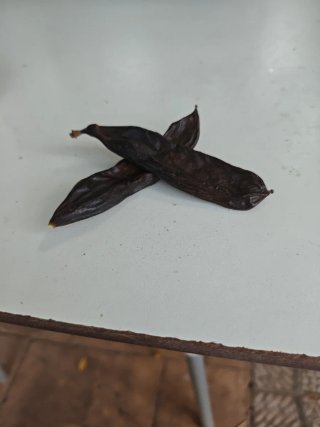 Algarrobas secas