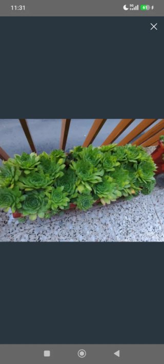 Siemprevivas (plantas)