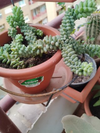 Planta Suculenta Cola de Burro