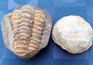 Trilobite fossile 300-500 milioni anni