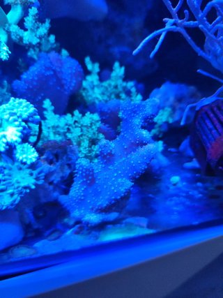 Figuras para acuario marino