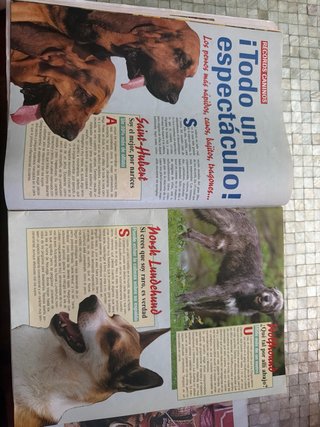Revista Cachorros y Mascotas nº 6 (1995).