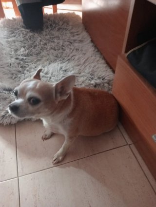 Carrito para perros patas traseras en mal estado