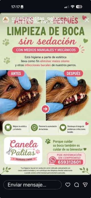 Peluquera canina servicio a domicilio