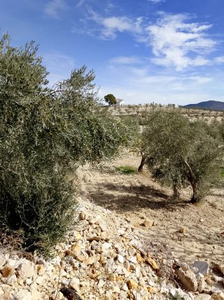 Finca olivos y almendros con casa en Castril Grana