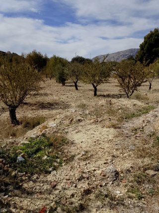 Finca olivos y almendros con casa en Castril Grana