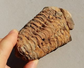 Fósil marino Trilobite