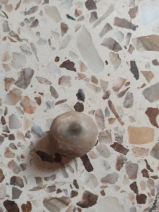 Meteorito color crema