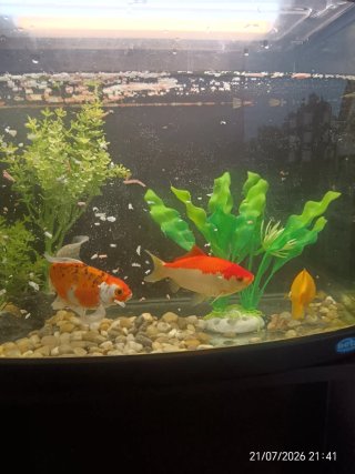 Acuario más mueble
