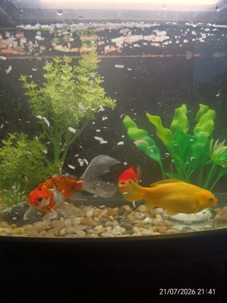 Acuario más mueble