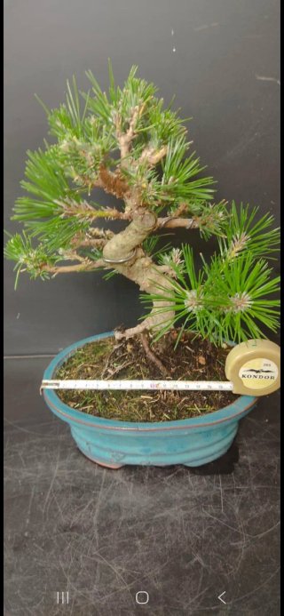 Bonsai Pino Thunbergii