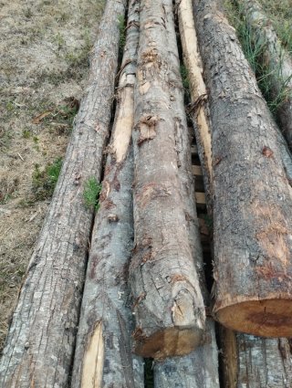 Tronco viga de madera de castaño 5,5 m
