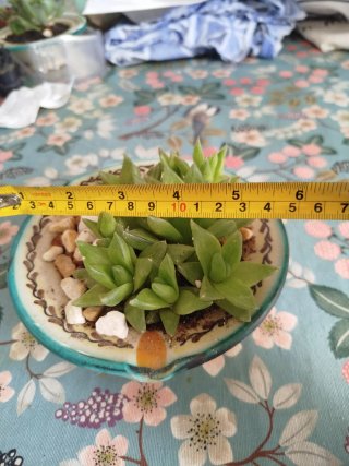 Haworthias Cymbiformes en maceta cerámica