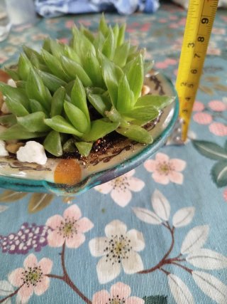 Haworthias Cymbiformes en maceta cerámica