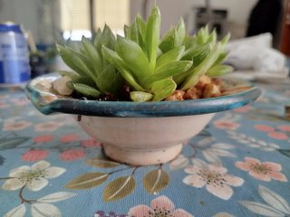 Haworthias Cymbiformes en maceta cerámica