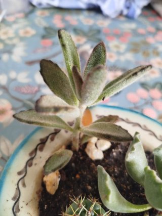3 Plantas Crasas en Maceta Cerámica