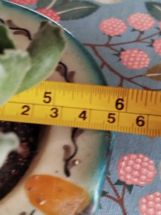 3 Plantas Crasas en Maceta Cerámica