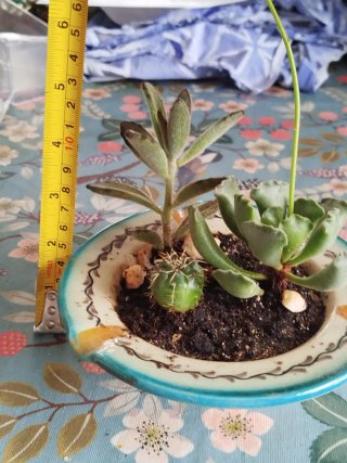 3 Plantas Crasas en Maceta Cerámica