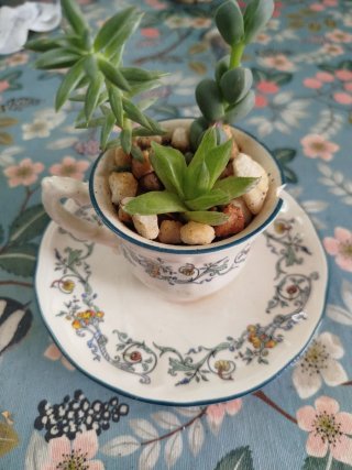 3 Suculentas en Taza Cerámica con Plato