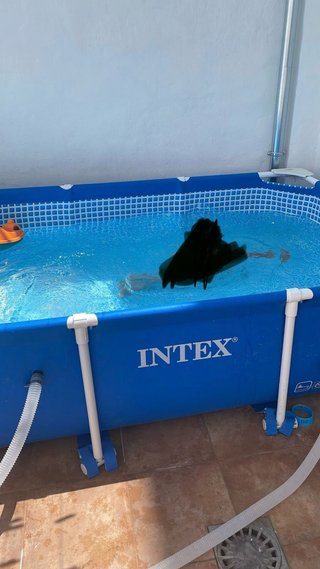 Piscina Intex Rectangular Azul 1.662litros