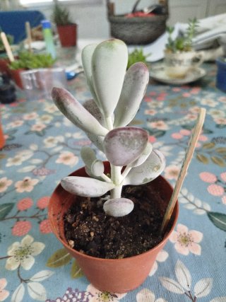 Maceta Cotyledon Orbiculatum Suculenta