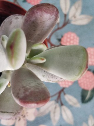Maceta Cotyledon Orbiculatum Suculenta