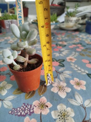 Maceta Cotyledon Orbiculatum Suculenta