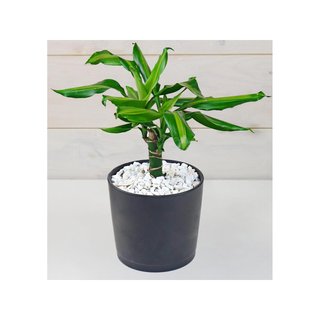 Grava Blanca 1,8kg piedras decorativas acuario