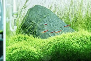 Pack Plantas Acuario